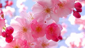 樱花的花语是什么 樱花有哪些传说