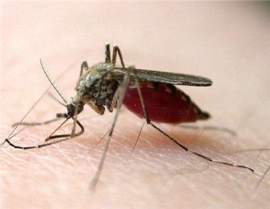 泸州蚊子被热死 高温天气要注意什么