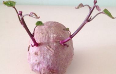 紫薯发芽了还能吃吗 避免紫薯发芽的办法有哪些？