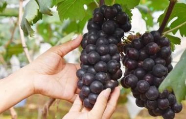 吃葡萄可以减肥吗？