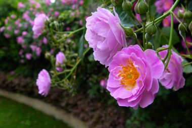 蔷薇花花语解读  养殖蔷薇需要注意三点事项