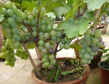 种植盆栽葡萄的技巧是什么 怎么种植盆栽葡萄