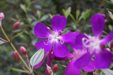 紫兰花养殖特点介绍  养护紫兰你需要知道这几点