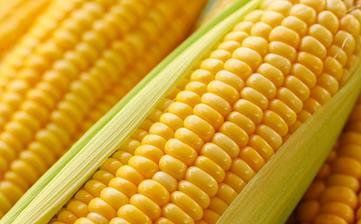玉米的介绍   玉米的适用人群