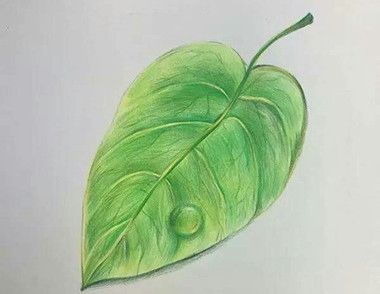 彩铅画教程 如何用彩铅画一片带水滴的树叶