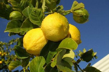 盆栽柠檬的养殖方法和技巧
