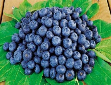 家庭种植蓝莓的技巧是什么 如何种植蓝莓