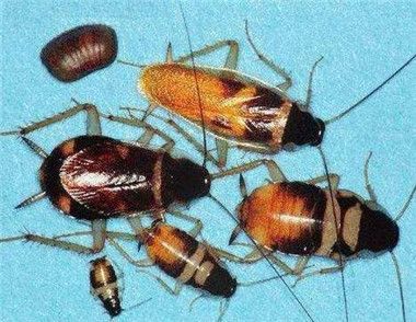 家里很多蟑螂怎么去除 最安全的除蟑螂方法