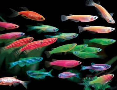 热带鱼品种繁多 如何挑选