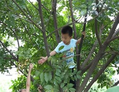 孩子爬树是好是坏？  孩子爬树会激发潜能吗？