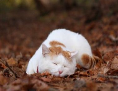 如何给猫咪搭建小窝 幼猫怎么睡