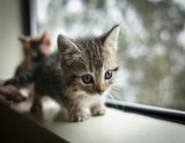 如何满足猫咪的好奇心 猫咪的饲养方式