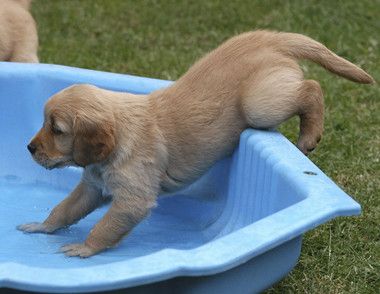 小狗狗初次洗澡是什么时候