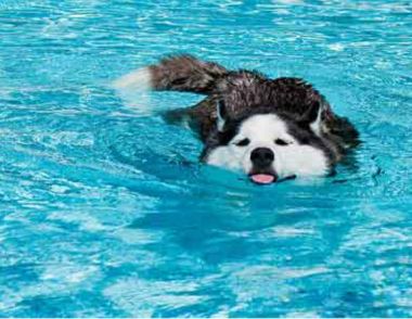 狗狗溺水急救方法
