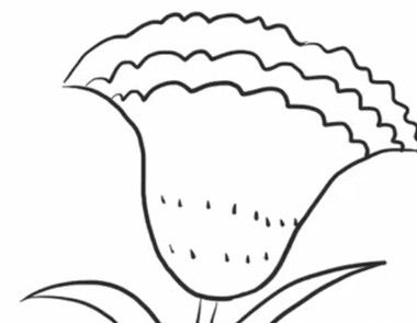 如何画一朵鸡冠花