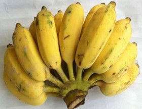 芭蕉和香蕉的区别在哪里