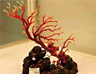 怎么辨别红珊瑚的优劣