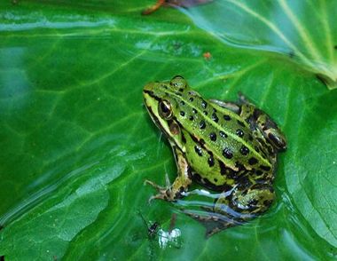 青蛙的生活环境是怎么样的？青蛙是怎么繁殖的？