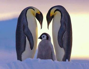 企鹅生活在什么地方？企鹅是怎么繁殖的？