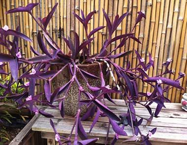 紫鸭跖草怎么样比较好？紫鸭跖草的繁殖方法有哪些？