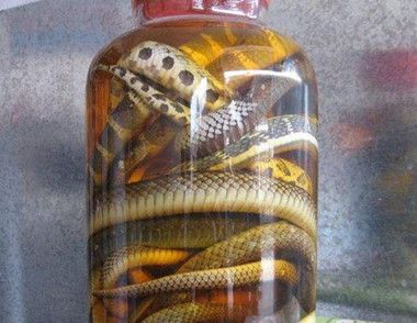 蛇酒有什么特点 怎样制作蛇酒