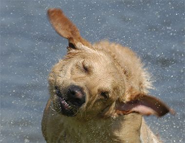 狗狗哪些情况不可以洗澡？ 给狗狗喂零食需要注意什么？