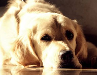 狗狗长期饲养肝脏有什么危害？ 狗狗多大能遛狗？