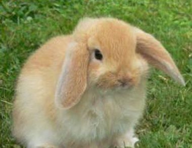 怎样喂养荷兰垂耳兔   荷兰垂耳兔能长多大