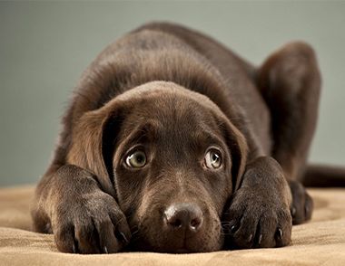 狗狗感到疼痛会有哪些反应？ 怎么给狗狗止痛？