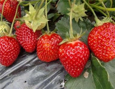孕妇能吃草莓吗？孕妇吃草莓有哪些注意事项？