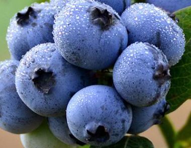 怎么挑选蓝莓  蓝莓怎么洗