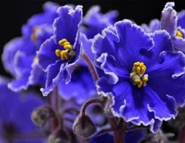 紫罗兰的养殖要注意些什么 紫罗兰有哪些品种