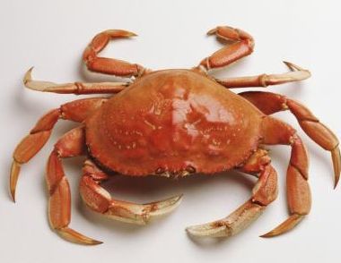 如何挑选螃蟹  螃蟹怎么保存