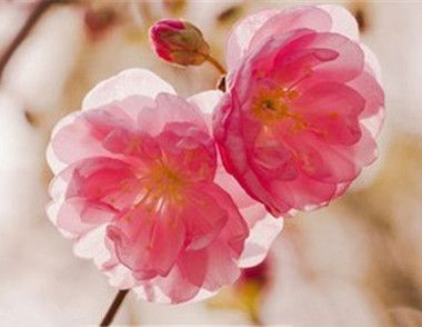 樱花的花语是什么 ​樱花什么时候开花