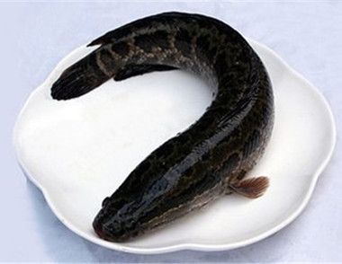 黑鱼含有哪些营养成分 吃黑鱼有哪些好处