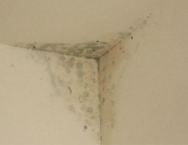 墙面发霉是什么原因 如何防止墙面潮湿发霉