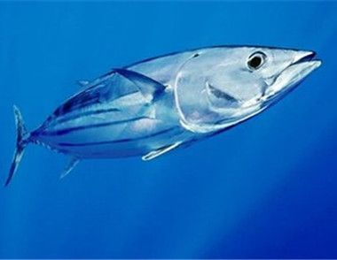 金枪鱼含有哪些营养成分 ​食用金枪鱼有哪些好处
