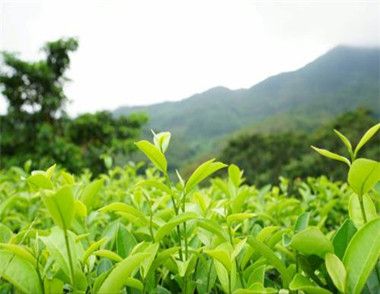 常喝绿茶有什么好处 绿茶的品种有哪些