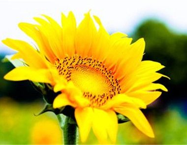 观赏向日葵怎么养 向日葵的花语是什么