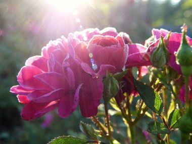盆栽玫瑰花怎么养 盆栽玫瑰花怎么浇水