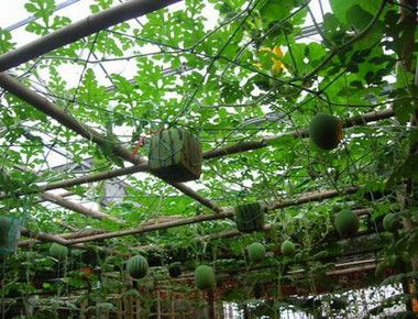 方形西瓜是怎么种植的 西瓜有什么功效