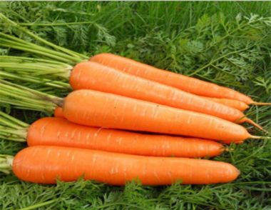 胡萝卜有什么作用 胡萝卜有避孕的功效吗