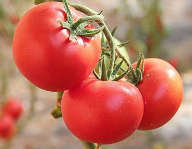 吃西红柿对男人好处有哪些 如何快剥西红柿皮呢