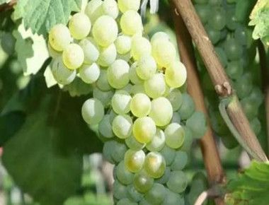 绿葡萄的作用和功效是什么 绿葡萄有哪些营养成份