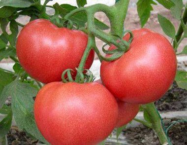 青西红柿能吃吗 西红柿吃多了好吗