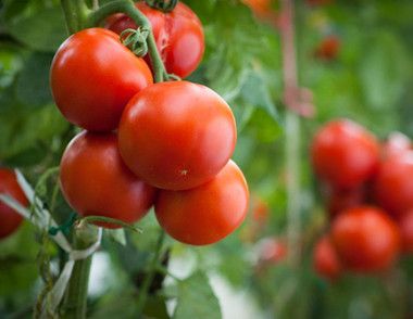 孕妇吃小番茄好吗 怎么辨别催熟的西红柿