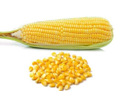 吃玉米能预防肠癌吗 玉米能延缓衰老吗