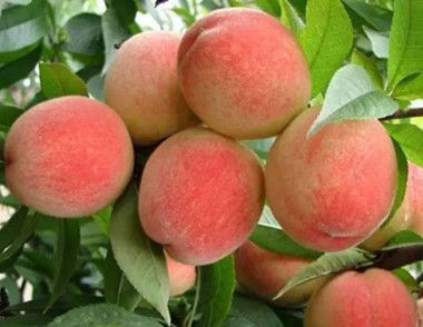 吃桃子怎么防过敏 吃桃子防过敏方法