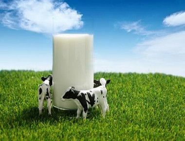 牛初乳有激素吗 牛初乳和牛奶的区别