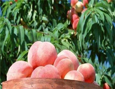 桃子如何保存 桃子保存方法